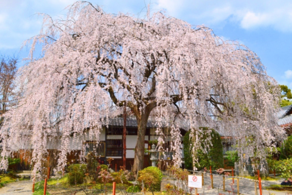 本満寺