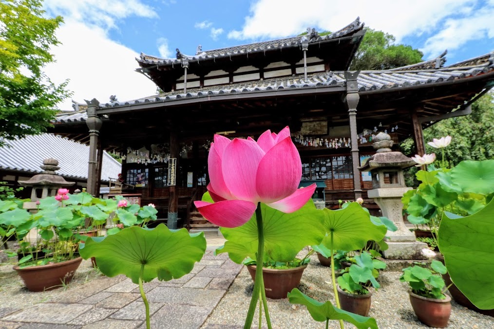 生蓮寺|五條市